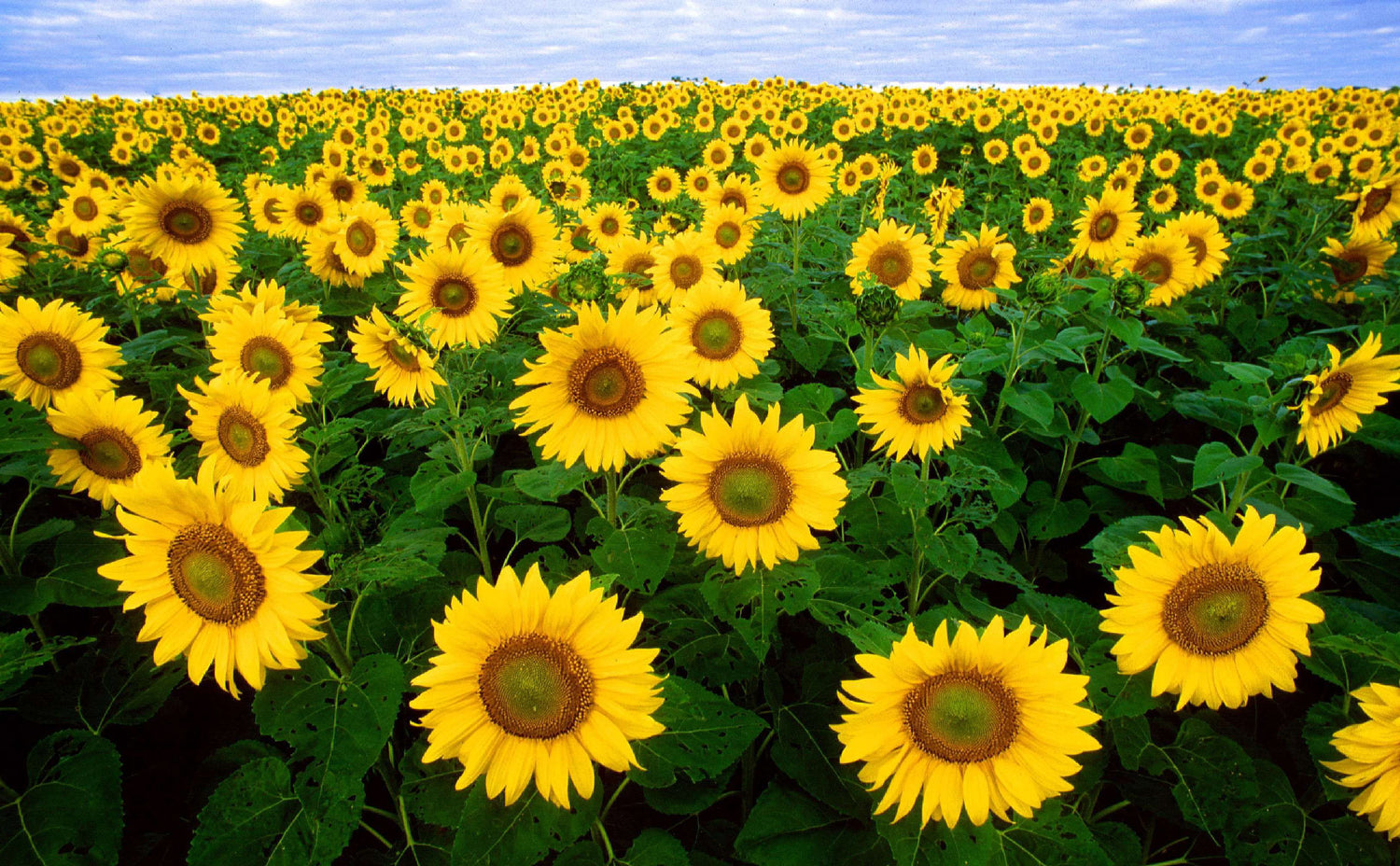 Goldkraft - Natürliche Produkte